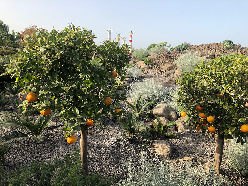 Radicepura mette in scena i giardini produttivi