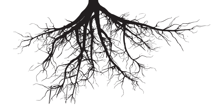 Gli alberi sono sempre in quarantena?