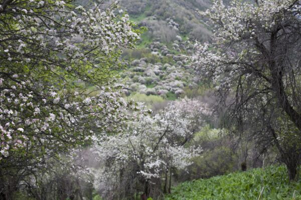 Massiccio del Djungarsky, regione di Konstantinovka, 600 chilometri a nord di Almaty. Alberi di Malus sieversii che colonizzano il territorio (Fotografia di Catherine Peix-associazione alma; Fondazione Benetton Studi Ricerche-Premio Internazionale Carlo Scarpa per il Giardino)