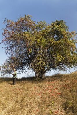 Un esemplare di Malus sieversii di oltre centocinquant’anni, a circa 1.000 chilometri da Almaty, nella regione desertica di Aksu, nel Tien Shan sud-occidentale (Fotografia di Catherine Peix-associazione alma; Fondazione Benetton Studi Ricerche-Premio Internazionale Carlo Scarpa per il Giardino)