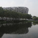Bird's nest
