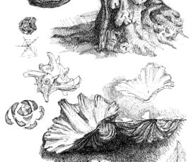 Schizzi di Manfredi Nicoletti