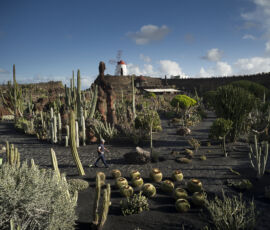 Jardin de Cactus, Lanzarote; premio 2017 (© Andrea Rizza Goldstein)