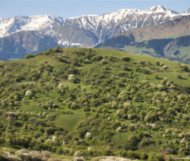 Malus sieversii nella regione di Zailiysky in Kazakhistan; premio 2016 (© Catherine Peix- Associazione Alma)
