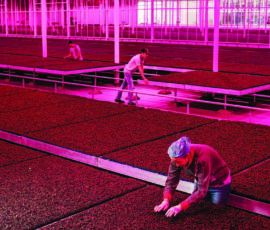 Coltivazioni in serre artificiali dove ci sono tutte gli ingredienti essenziali per la vita: sole, terra e acqua sono emulati, ottimizzati e automatizzati, (©Pieternel van Velden)