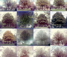 Cesare Leonardi, Carpinus Betulus, 1962-1963 (Courtesy Archivio Architetto Cesare Leonardi)