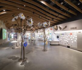 RETOUCHED//Susan and Peter J. Solomon Family Insectarium//Empty Insectarium. (R) Wall displays Eat and Get Eaten, Deceive and Hide, Evolve. (L) Overview video on screen. (C) Flower and bee models, Meet the Insects stations.