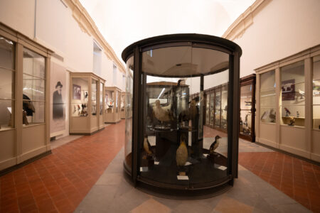 Museo storico di zoologia (foto Simone Benso)