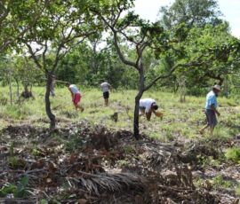 Piantagione collettiva nella foresta, Quilombo do Grotão (© Acervo Projeto Neuza Agroecologia, PPGCult-UFNT - Campus Araguaína)